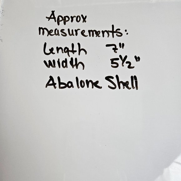 Abalone Shell - Picture 7 of 7